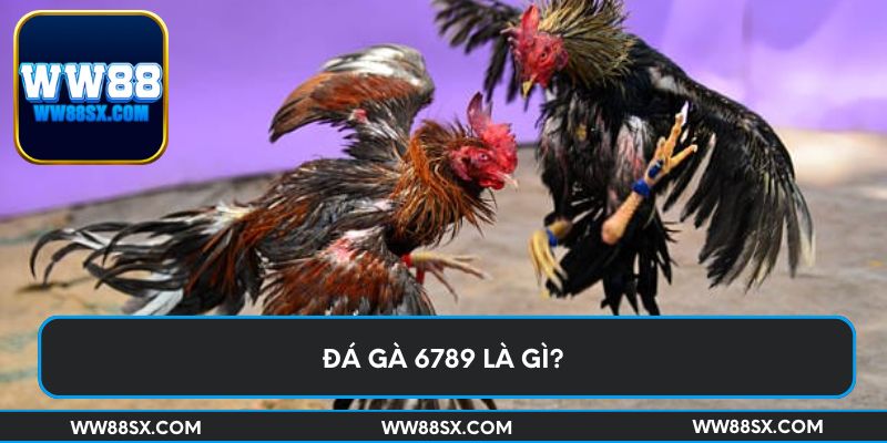 Đá gà 6789 là gì?