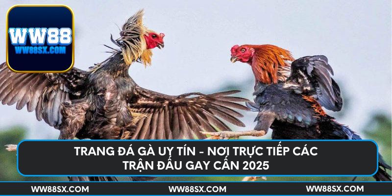 trang-da-ga-uy-tin-noi-truc-tiep-cac-tran-dau-gay-can-2025